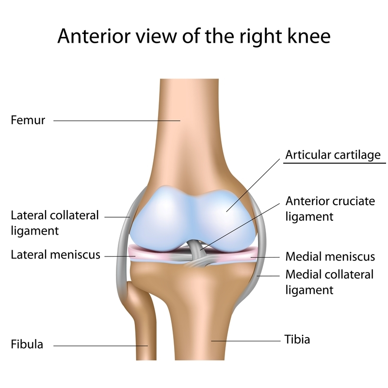 acl reconstruction using tibialis anterior
